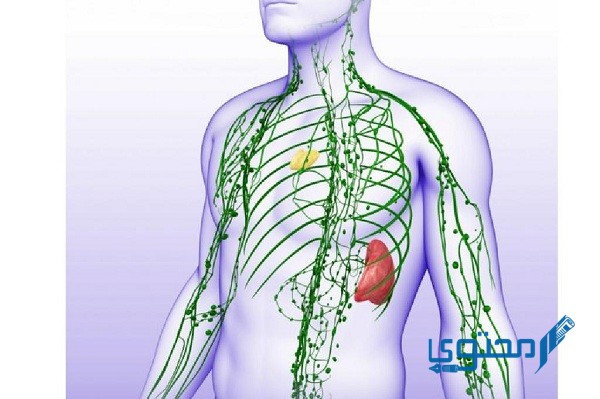 إذا حدث خلل في عمل الجهاز اللمفي تنتفخ الأنسجة 