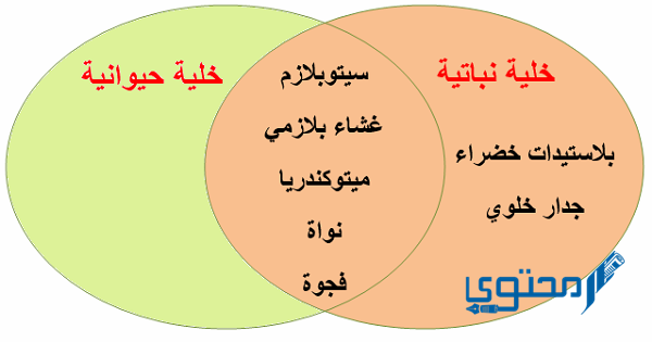 الخلايا النباتية عن الخلايا الحيوانية