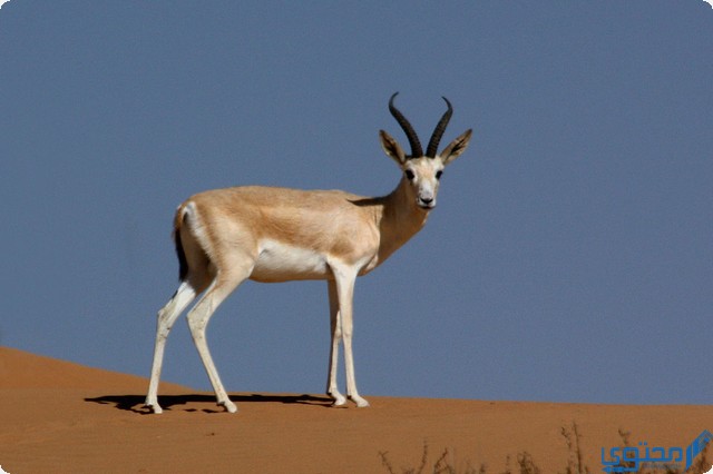 تربية الغزلان