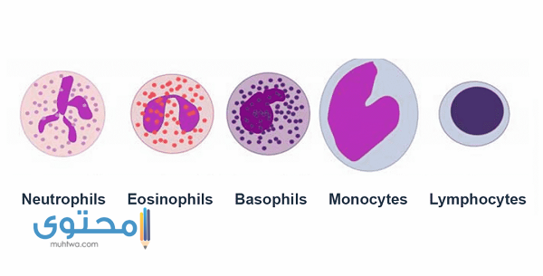 ارتفاع بسيط في lymphocytes