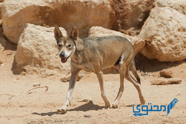 معلومات عن الحياة البرية في قطر