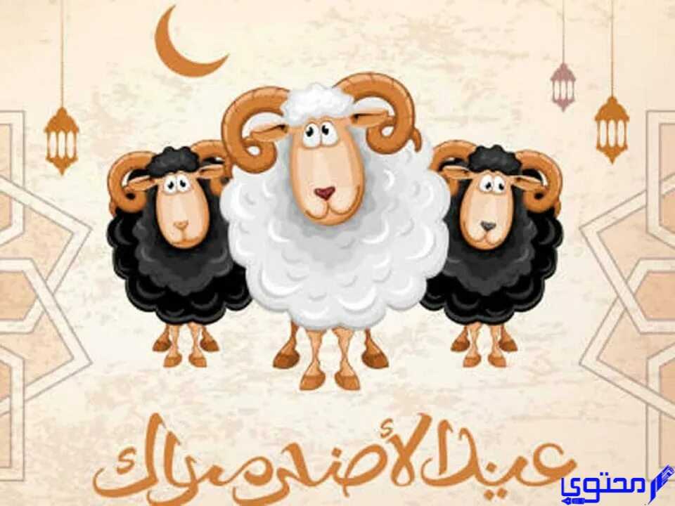 ما هي أسعار أضاحي العيد في دبي 