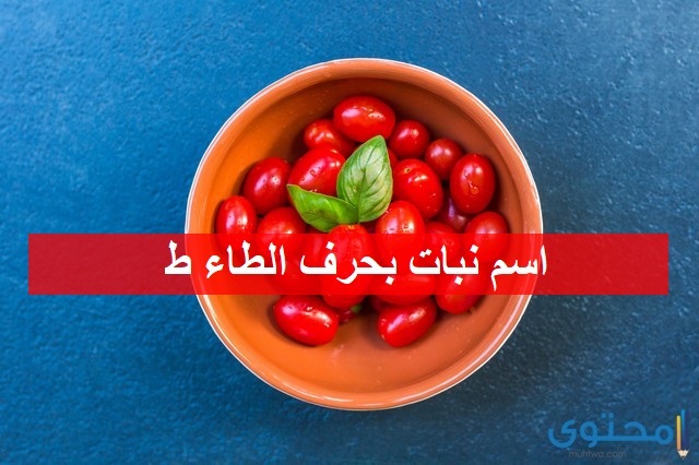 اسم نبات بحرف الطاء (ط) نباتات بحرف الطاء