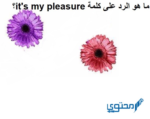 الرد على كلمة it's my pleasure