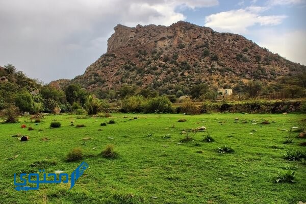 أين تقع بلجرشي