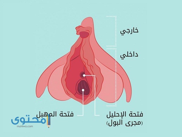 أين تقع فتحة المهبل بالضبط بالصور