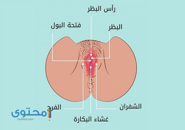 أين تقع فتحة المهبل بالضبط بالصور