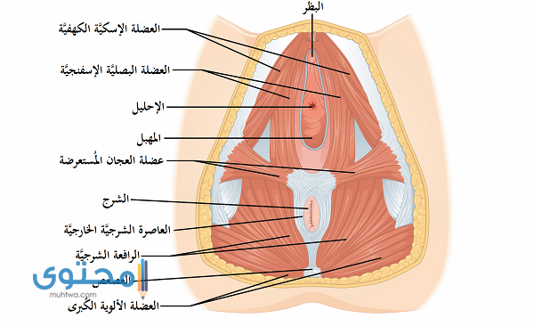 أين تقع فتحة المهبل بالضبط بالصور