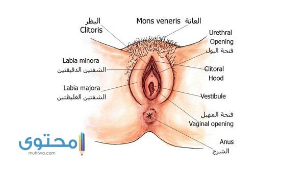 أين تقع فتحة المهبل بالضبط بالصور