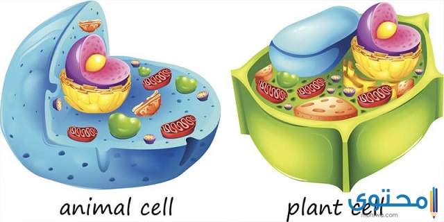 الفرق بين الخلية النباتية والحيوانية