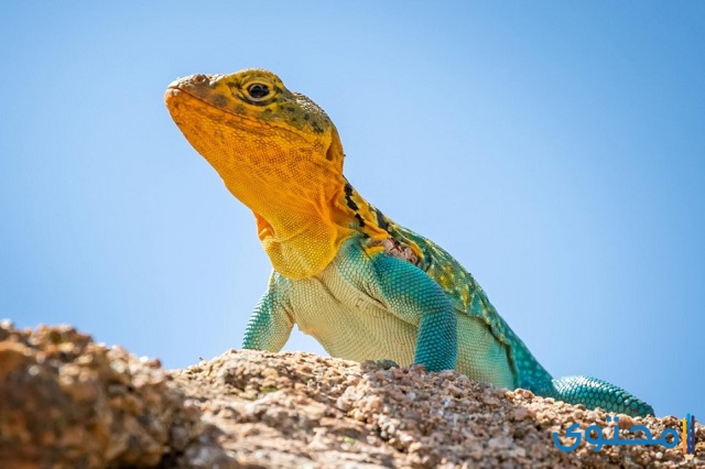 سوطيات جيان