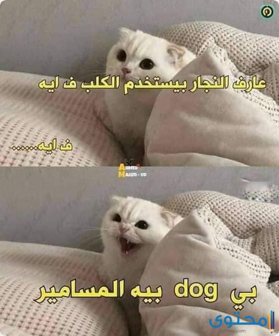 نكت مضحكة