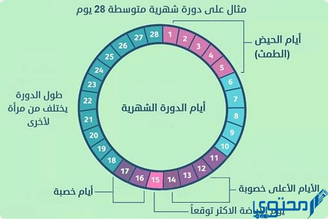 كيف احسب فترة التبويض